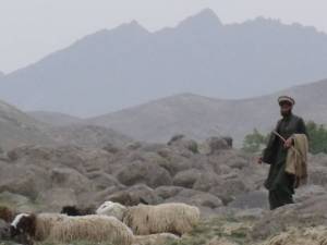 Sheep herder north Kabul